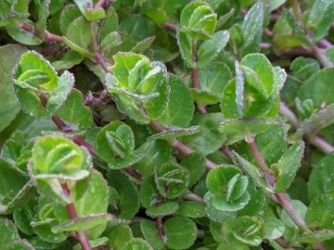 Veronica beccabunga