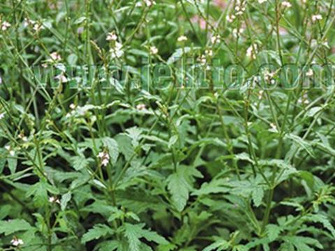 Verbena officinalis