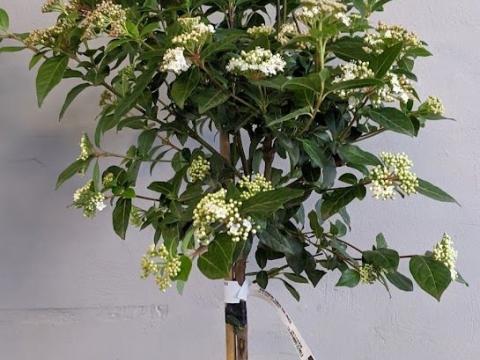 Viburnum tinus 'Eve Price' halfstam