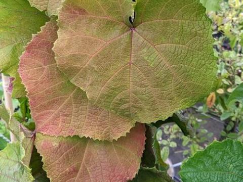 Vitis coignetiae
