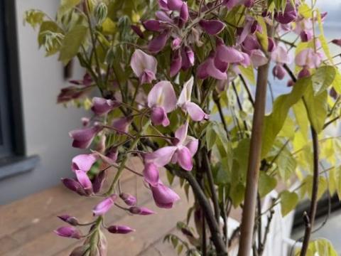 Wisteria brach. ' Showa-Bennii'