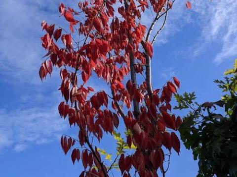 Zelkova serrata