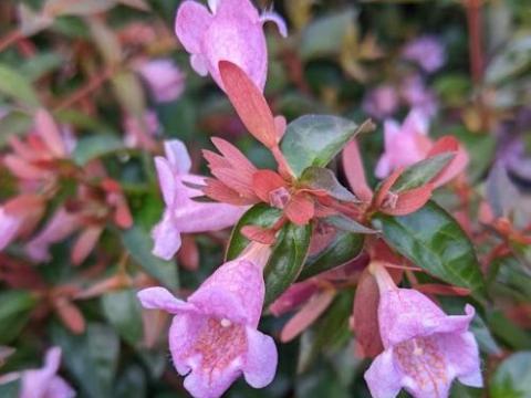 Abelia  gra. 'Edward Goucher'