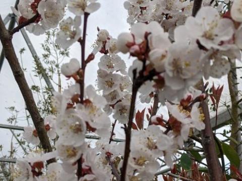 Abrikoos  Prunus armeniaca 'Polonais'