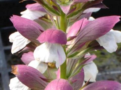 Acanthus mollis