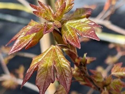 Acer orientalia ® (Minorient)