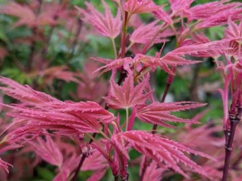 Acer palmatum 'Phoenix'