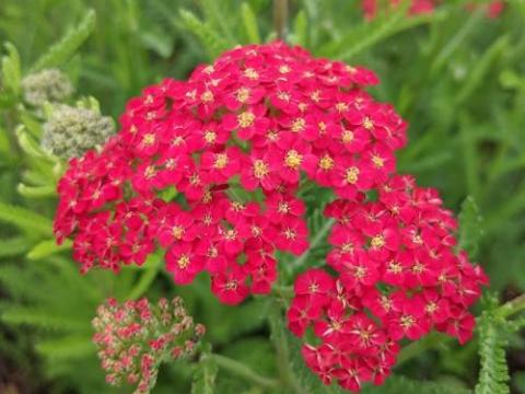 Achillea millefolium 'Laura'
