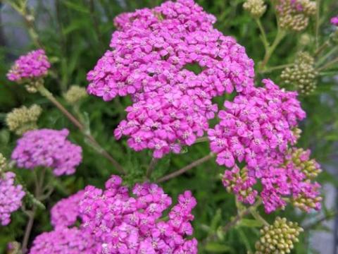 Achillea millefolium 'Lilac Beauty'