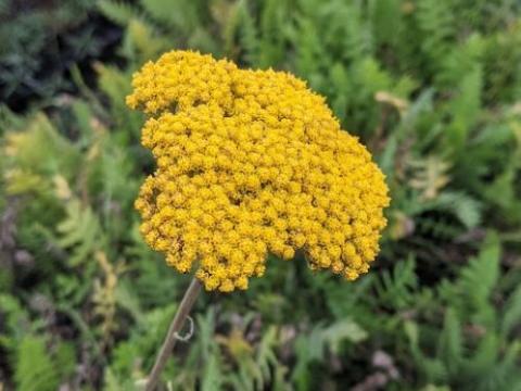 Achillea filipendulina 'Parker'