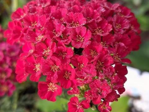 Achillea millefolium 'Pomegranate'