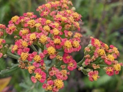 Achillea millefolium 'Safran'