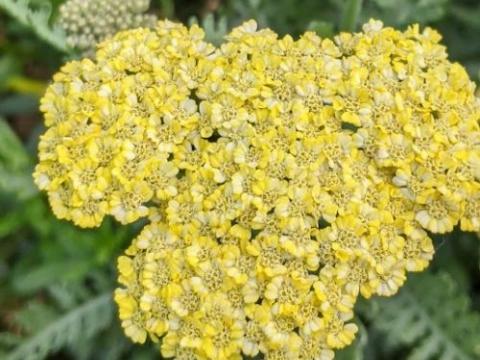 Achillea 'Taygetea'