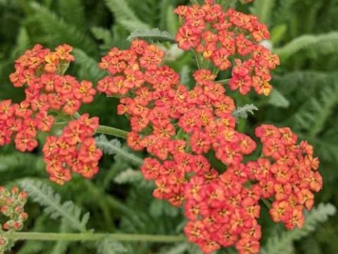 Achillea 'Walter Funcke'