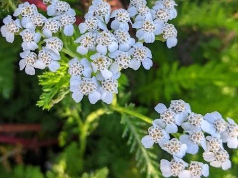 Achillea millefolium 'Weisses Wunder'
