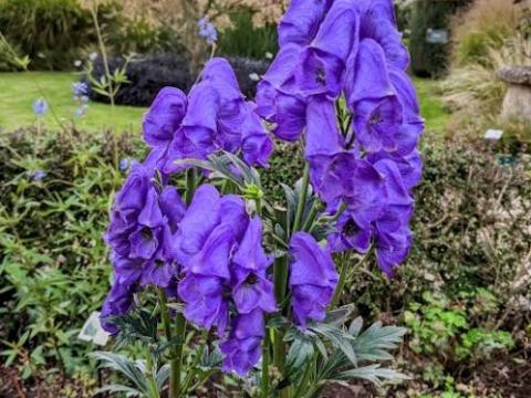 Aconitum carmichaelii 'Arendsii'