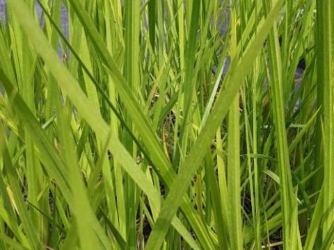 Acorus calamus