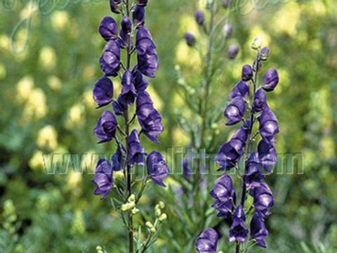 Aconitum napellus