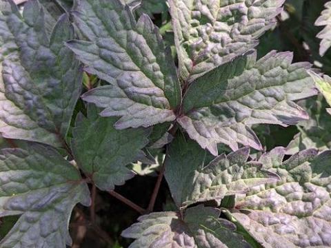 Actaea simplex 'Brunette'