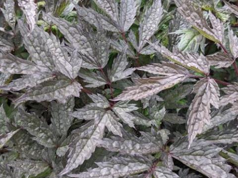 Actaea simplex 'Pink Spike'