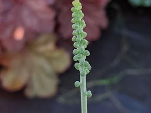 Actaea simplex 'White Pearl'