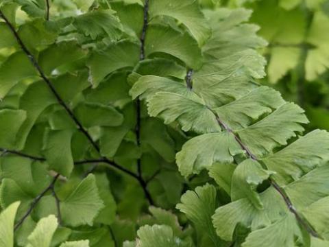 Adiantum pedatum 'Imbricatum'