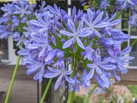 Agapanthus africanus