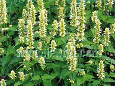 Agastache rugosa 'Alabaster'
