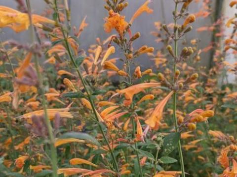 Agastache 'Apricot Sprite'