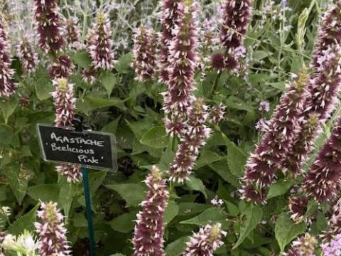 Agastache 'Beelicious Pink'