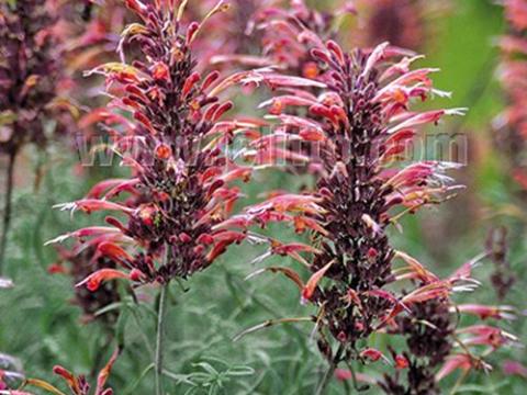 Agastache rupestris