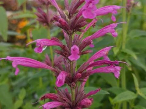 Agastache 'Sangria' (mexicana)