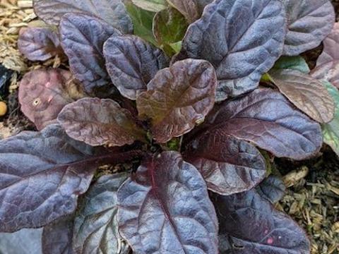 Ajuga reptans 'Atropurpurea'