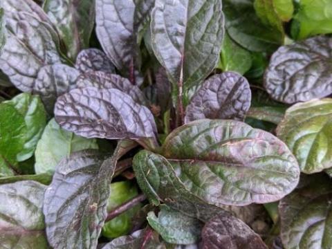 Ajuga reptans 'Braunherz'