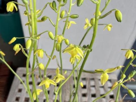 Albuca shawii