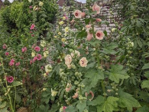 Alcea ficifolia (Happy Lights)