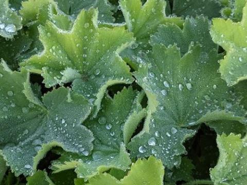 Alchemilla mollis