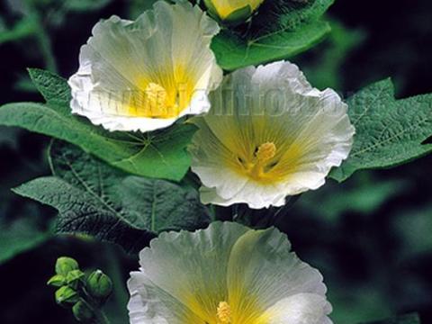 Alcea rosea ' Polar Star'