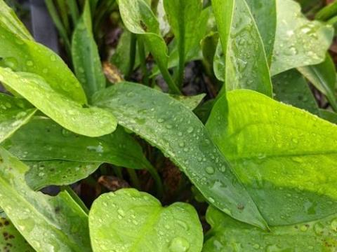 Alisma plantago-aquatica