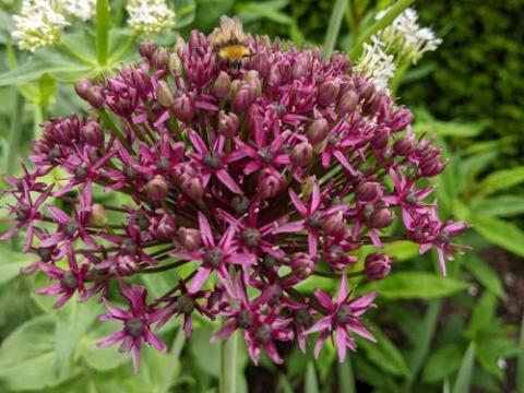 Allium atropurpureum