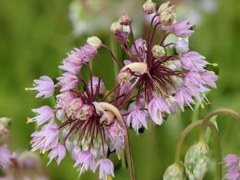 Allium cernuum