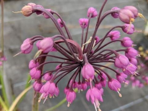 Allium cernuum 'Hidcote'
