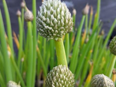 Allium fistulosum pijpajuin