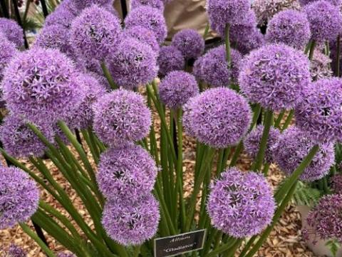 Allium 'Gladiator'