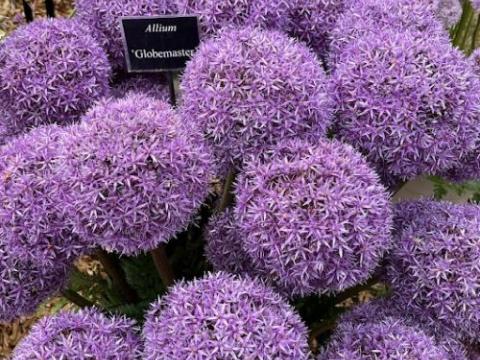 Allium 'Globemaster'