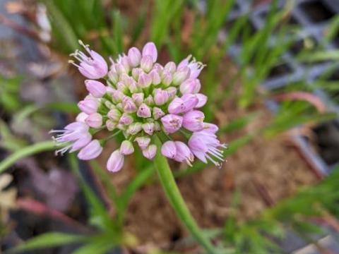 Allium nutans 'Isabelle'
