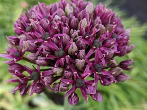 Allium 'Miami'
