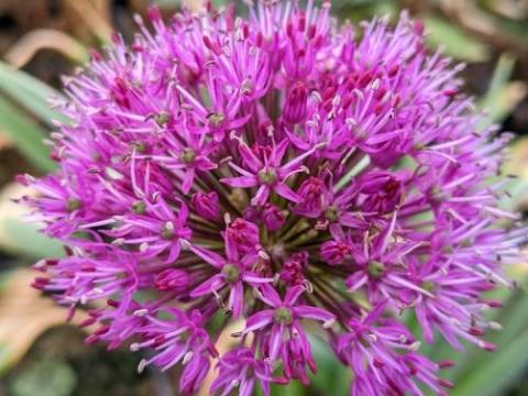 Allium aflatunense 'Purple Sensation'