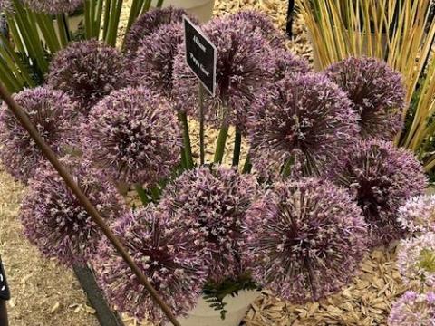 Allium 'Purple Giant'