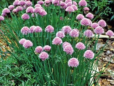 Allium schoenoprasum bieslook/ciboulette